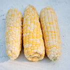 Three ears of Who Gets Kissed sweet corn with yellow and white kernels on a light textured surface.