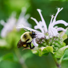 A fuzzy bumblebee pollinating a lavender-pink Wild Bergamot Bee Balm flower cluster against a soft green background.