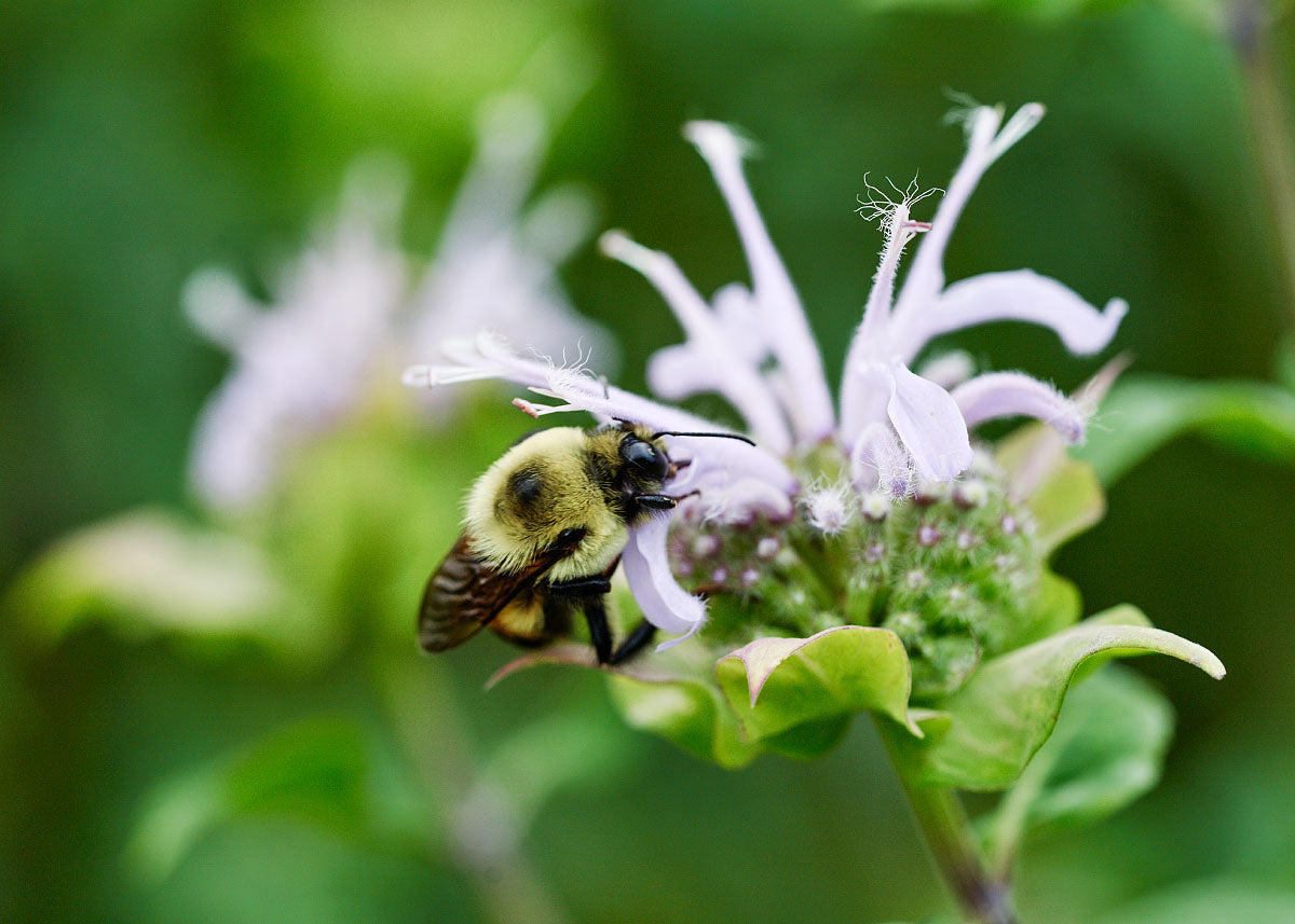 Wild Bergamot - Bee Balm Seeds