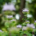 Lavender-pink Wild Bergamot Bee Balm flower clusters blooming in a sunlit garden with green foliage.