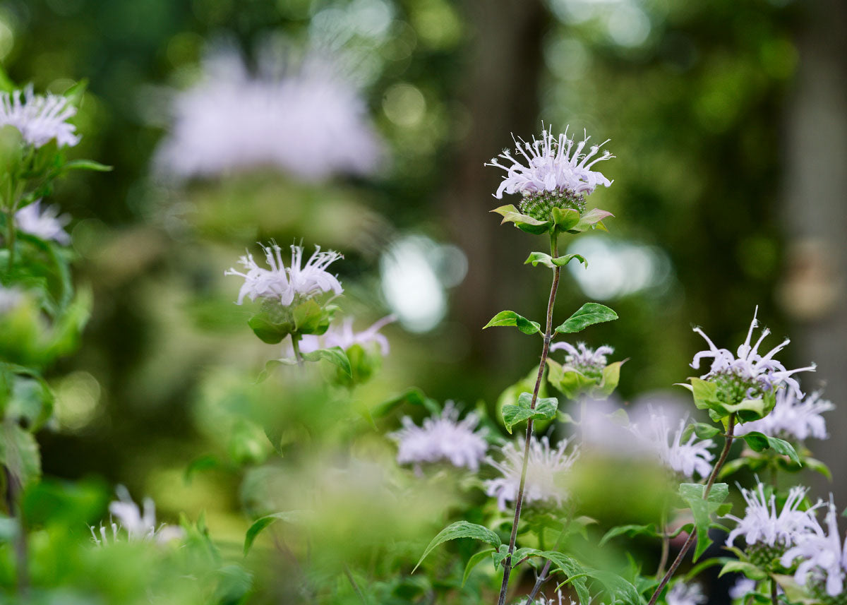 Wild Bergamot - Bee Balm Seeds