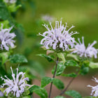 Clusters of lavender-pink Wild Bergamot Bee Balm flowers blooming against a soft green garden background.
