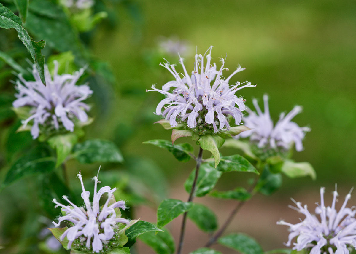 Wild Bergamot - Bee Balm Seeds