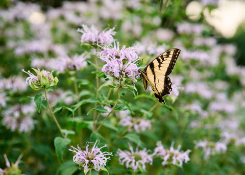 Wild Bergamot - Bee Balm Seeds
