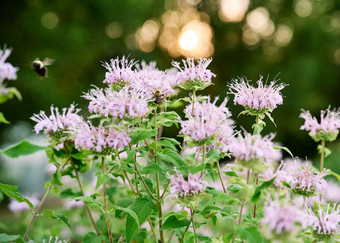 Wild Bergamot - Bee Balm Seeds