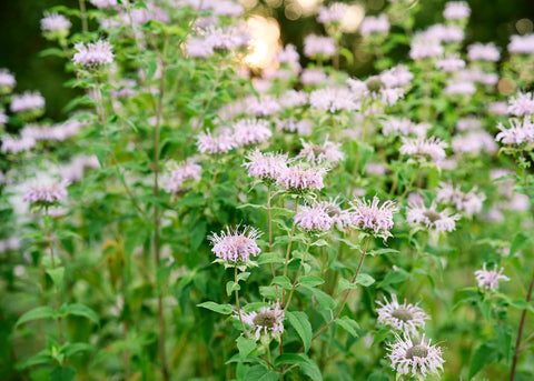 Wild Bergamot - Bee Balm Seeds