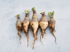 Five harvested Wilhelmsburger rutabagas with purple shoulders and golden roots on a light gray background.