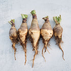 Five harvested Wilhelmsburger rutabagas with purple shoulders and golden roots on a light gray background.
