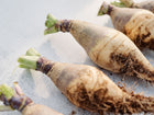 Freshly harvested Wilhelmsburger rutabagas with purple-shouldered roots and golden skin on a light surface.