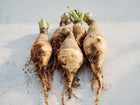 Freshly harvested Wilhelmsburger rutabagas with purple shoulders, golden roots, and soil-covered taproots.