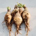 Freshly harvested Wilhelmsburger rutabagas with purple shoulders, golden roots, and soil-covered taproots.