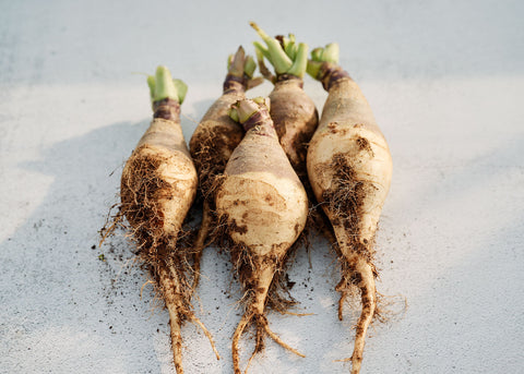 Wilhelmsburger - Rutabaga Seeds