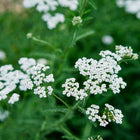 Clusters of small white Yarrow flowers with fern-like green foliage in a garden setting.