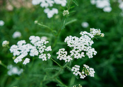 White - Yarrow Seeds