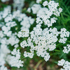 Clusters of small white Yarrow flowers with fern-like green foliage in a garden setting.