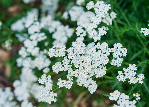 White - Yarrow Seeds