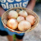 Person holding a woven basket filled with freshly harvested Yellow Sweet Spanish onions with golden skin.