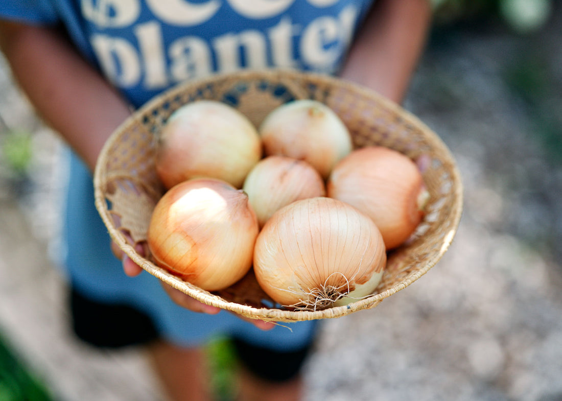 Yellow Sweet Spanish - Onion Seeds