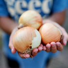 Hands holding three harvested Yellow Sweet Spanish onions with golden-brown papery skins.