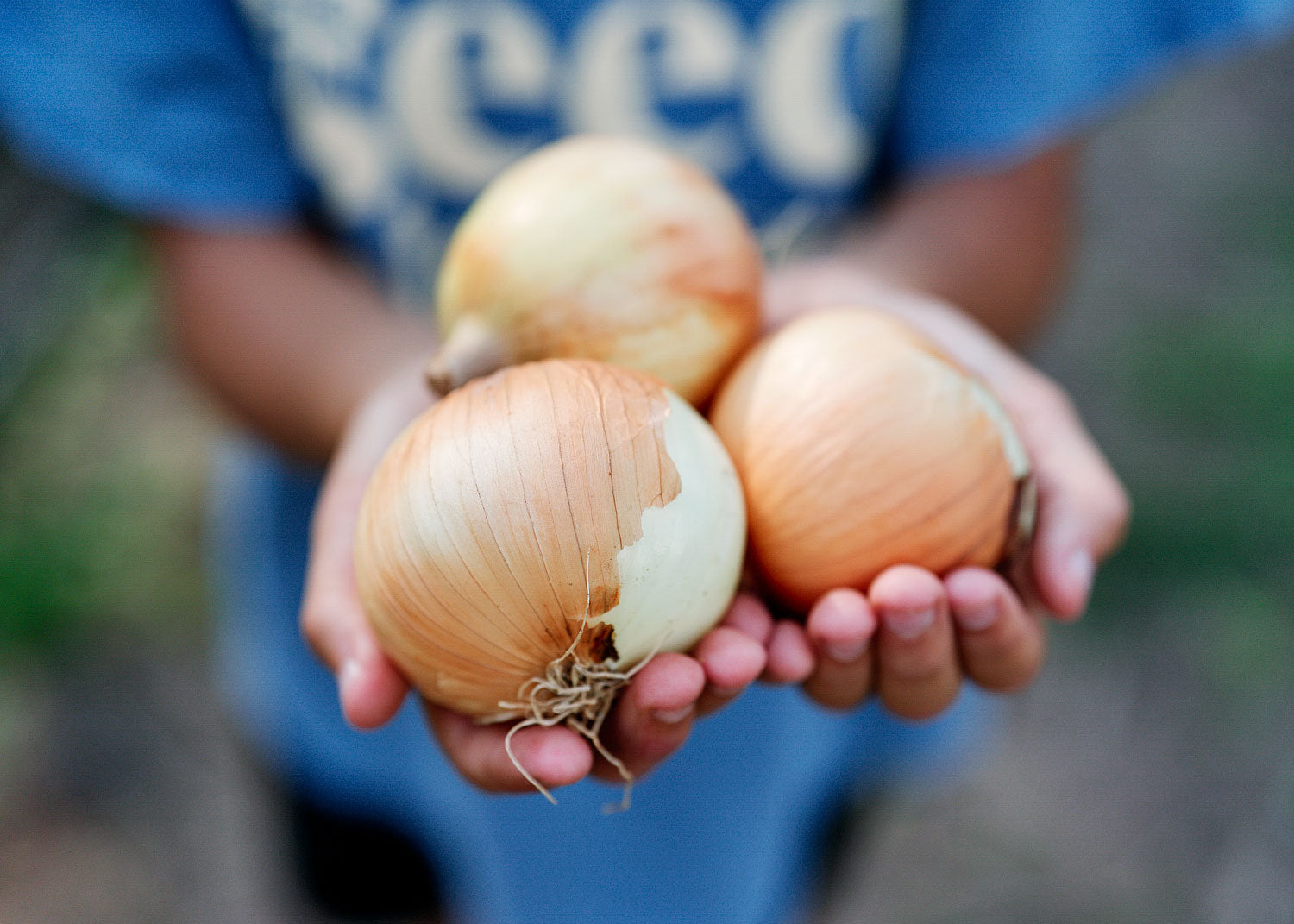 Yellow Sweet Spanish - Onion Seeds