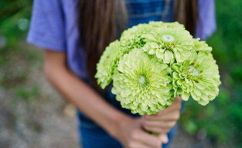 Cut Flowers