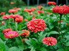 Vibrant coral-pink Giant Coral zinnia blooms with double petals growing in a lush green garden.