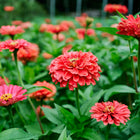 Vibrant coral-pink Giant Coral zinnia blooms with double petals growing in a lush green garden.