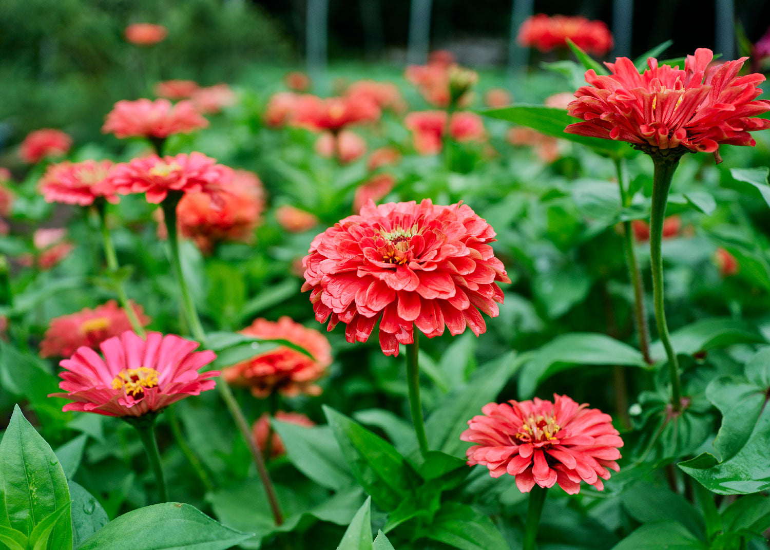 Giant Coral - Zinnia Seeds - Organic