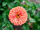 Top-down view of a fully double Giant Coral zinnia bloom with coral-pink petals and a yellow center against green foliage.