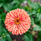 Top-down view of a fully double Giant Coral zinnia bloom with coral-pink petals and a yellow center against green foliage.