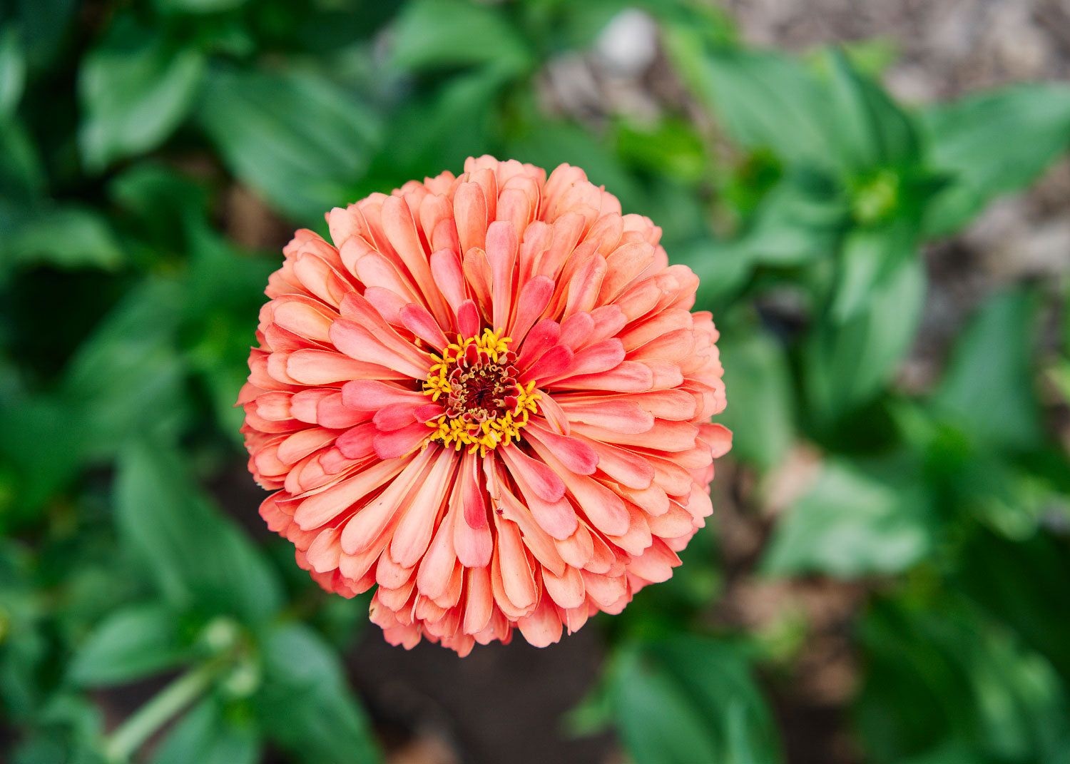 Giant Coral - Zinnia Seeds - Organic