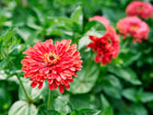 Vibrant coral-pink Giant Coral zinnia flowers blooming in a lush green garden.