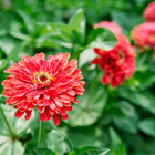 Vibrant coral-pink Giant Coral zinnia flowers blooming in a lush green garden.