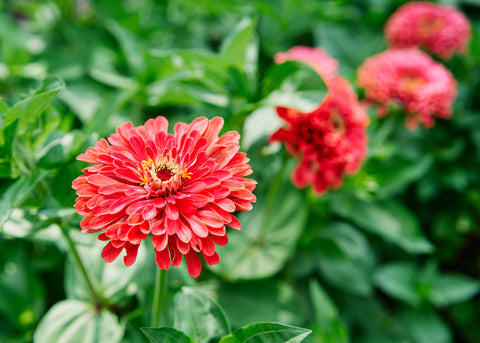 Giant Coral - Zinnia Seeds - Organic