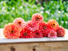 A cluster of Giant Coral zinnia flowers with double coral-pink blooms resting on a wooden surface.