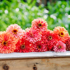 A cluster of Giant Coral zinnia flowers with double coral-pink blooms resting on a wooden surface.