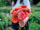 A person holding a fresh bouquet of vibrant coral-pink Giant Coral zinnia flowers in a garden.