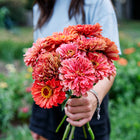 A person holding a fresh bouquet of vibrant coral-pink Giant Coral zinnia flowers in a garden.