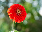 A fully double, coral-pink Giant Coral zinnia flower in bloom against a soft-focus green garden background.