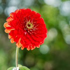 A fully double, coral-pink Giant Coral zinnia flower in bloom against a soft-focus green garden background.
