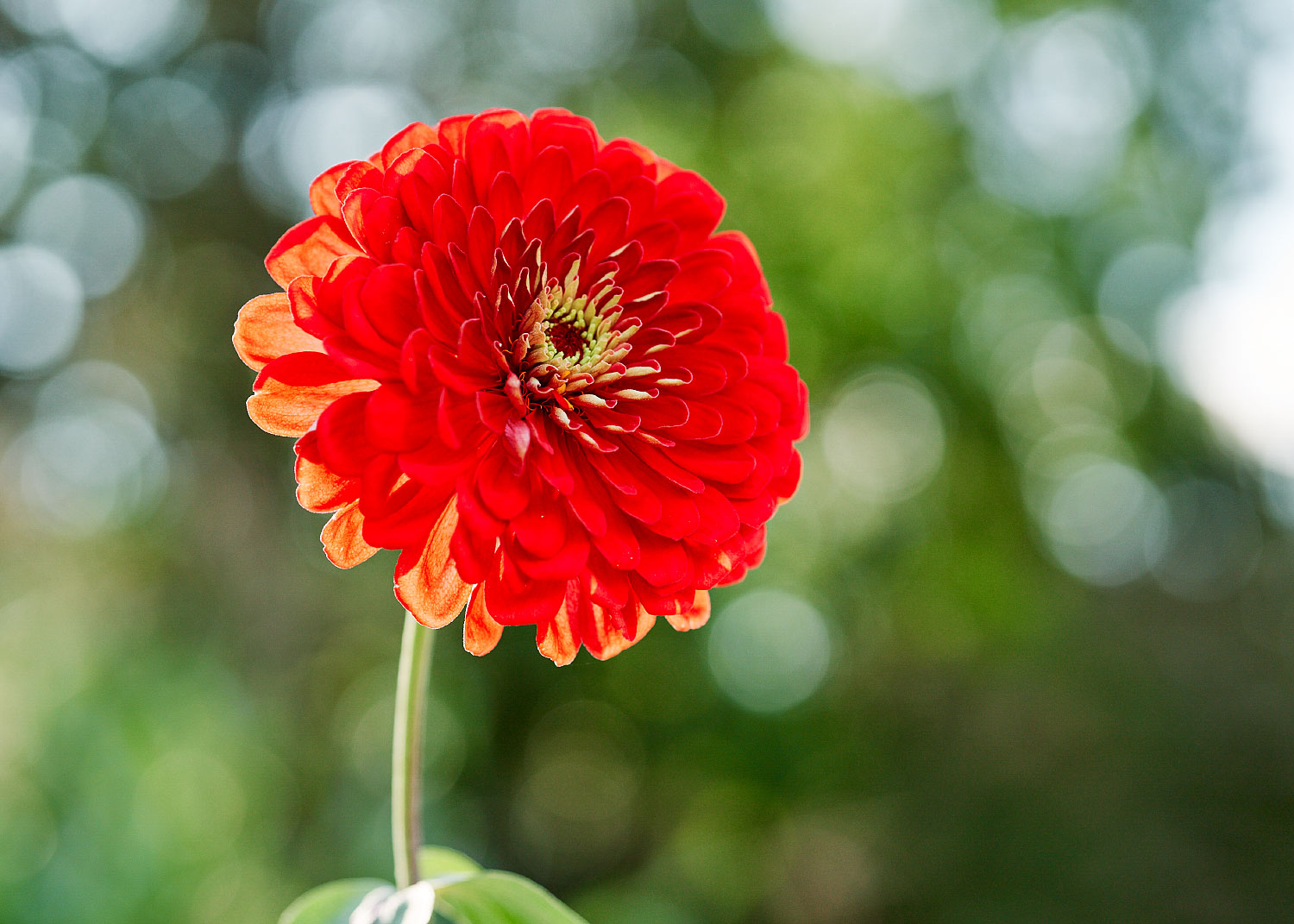 Giant Coral - Zinnia Seeds - Organic