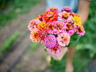 A hand holding a vibrant bouquet of multicolored Lilliput Mix zinnia flowers with small, pompon-shaped blooms.