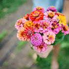 A hand holding a vibrant bouquet of multicolored Lilliput Mix zinnia flowers with small, pompon-shaped blooms.