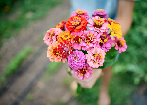 Lilliput Mix - Zinnia Seeds