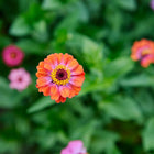 Top-down view of a vibrant orange Lilliput Mix zinnia flower surrounded by smaller pink and purple blooms in a garden.