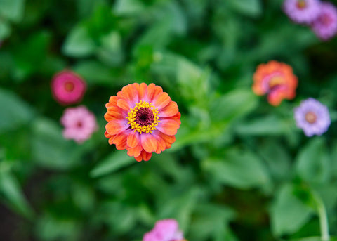 Lilliput Mix - Zinnia Seeds