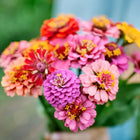 A vibrant bouquet of colorful Lilliput Mix zinnia flowers with small, round, pompon-shaped blooms in pink, red, and orange.