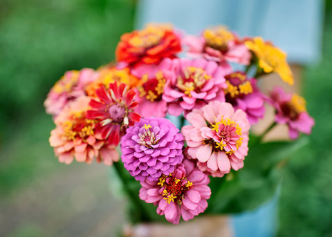 Lilliput Mix - Zinnia Seeds