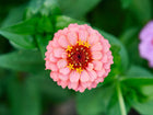 Top-down view of a soft pink Lilliput Mix zinnia flower with a yellow and dark red center against green foliage.