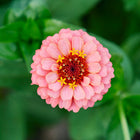 Top-down view of a soft pink Lilliput Mix zinnia flower with a yellow and dark red center against green foliage.